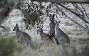 Home Exchange in Yaouk, NSW, Australia, you are sure to see kangaroo