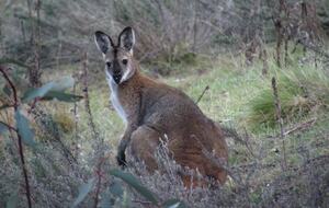 Home Exchange in Yaouk, NSW, Australia, is also home natural wildlife