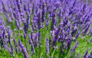 The Hideaways Club - La Retraite - Le Rouret, France