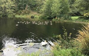 Home Exchange in Auburn, WA, wildlife viewing