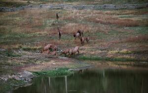 Mountain Home Ranch - Bordering National Forest - Durango, Colorado