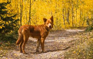 Mountain Home Ranch - Bordering National Forest - Durango, Colorado