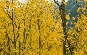 Mountain Home Ranch - Bordering National Forest - Durango, Colorado