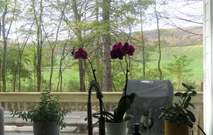 Home Exchange in Hillsdale, NY kitchen sink with a view of the land