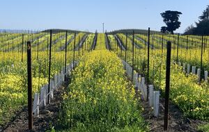Home Exchange in Napa, CA vineyard views