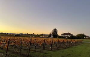 Home Exchange in Napa, CA incredible vineyard views