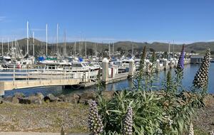 Boats at Bodega Harbor