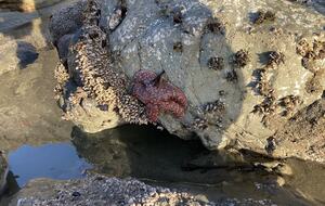 Tide pools at adjacent Pinnacle Beach.