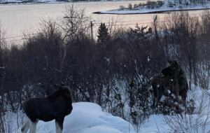 Aurora observatory - Kongsvik, Norway