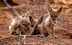 Lubbesrust Boutique Lodge - Tuli Block, Botswana