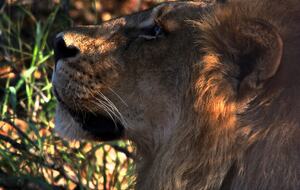 Lubbesrust Boutique Lodge - Tuli Block, Botswana