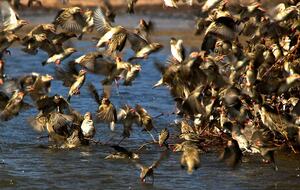 Lubbesrust Boutique Lodge - Tuli Block, Botswana