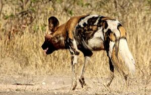 Lubbesrust Boutique Lodge - Tuli Block, Botswana