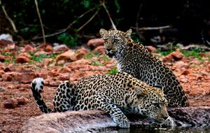 Lubbesrust Boutique Lodge - Tuli Block, Botswana