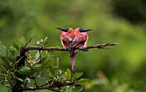 Lubbesrust Boutique Lodge - Tuli Block, Botswana
