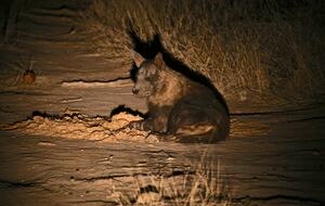 Lubbesrust Boutique Lodge - Tuli Block, Botswana