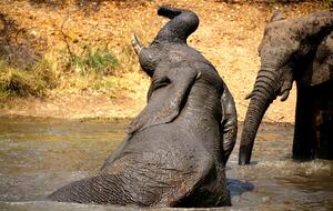 Lubbesrust Boutique Lodge - Tuli Block, Botswana