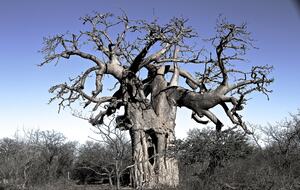 Lubbesrust Boutique Lodge - Tuli Block, Botswana