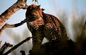 Lubbesrust Boutique Lodge - Tuli Block, Botswana