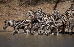 Lubbesrust Boutique Lodge - Tuli Block, Botswana