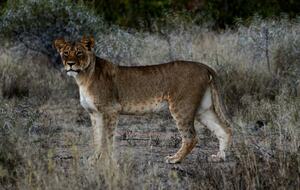 Lubbesrust Boutique Lodge - Tuli Block, Botswana