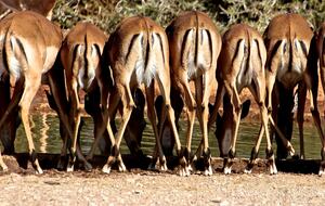 Lubbesrust Boutique Lodge - Tuli Block, Botswana