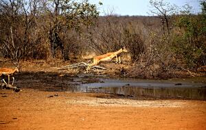 Lubbesrust Boutique Lodge - Tuli Block, Botswana
