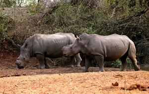 Lubbesrust Boutique Lodge - Tuli Block, Botswana