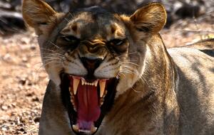 Lubbesrust Boutique Lodge - Tuli Block, Botswana