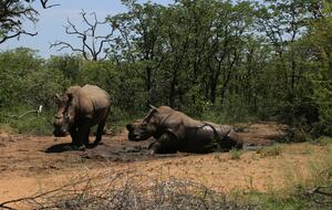 Lubbesrust Boutique Lodge - Tuli Block, Botswana