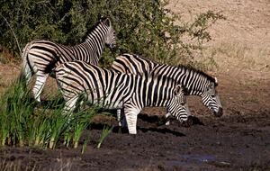 Lubbesrust Boutique Lodge - Tuli Block, Botswana
