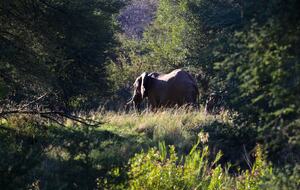 Lubbesrust Boutique Lodge - Tuli Block, Botswana