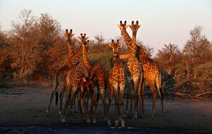Lubbesrust Boutique Lodge - Tuli Block, Botswana
