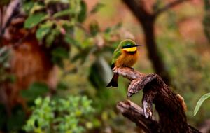 Lubbesrust Boutique Lodge - Tuli Block, Botswana