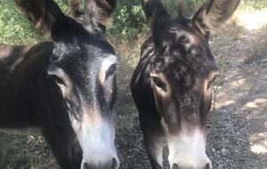 Modern Mallorca Finca - Artà, Spain