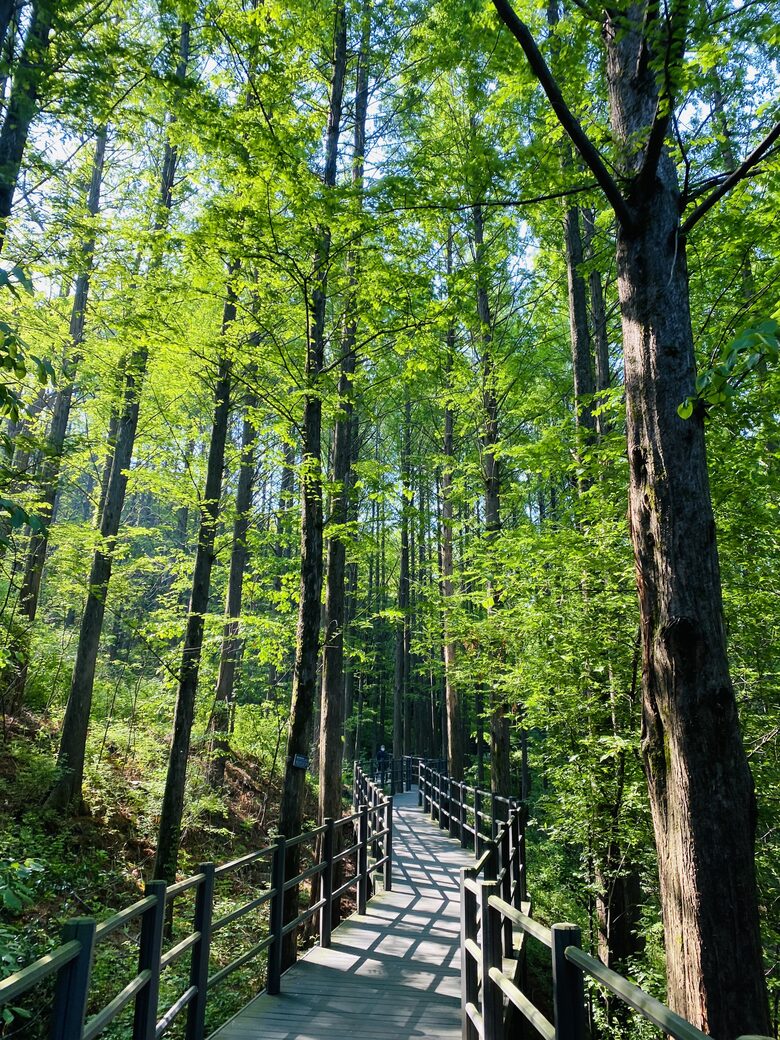 Seoul Forest Trail retreat - Seoul, South Korea