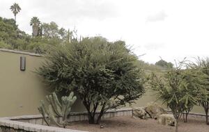 Casa Nella Grand Villa - San Miguel de Allende, Mexico