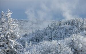 Snowshoe Black Bear Crossing #22 - Snowshoe, West Virginia