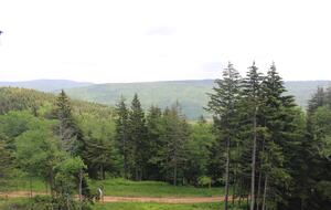 Snowshoe Black Bear Crossing #22 - Snowshoe, West Virginia