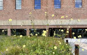 wildflower gardens in front of Switch House East
