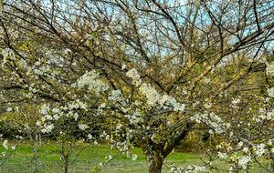 Villa San Lorenzo Umbrian Estate - Castiglione Del Lago, Italy