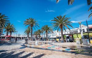 Blackbird - Adelaide, Australia