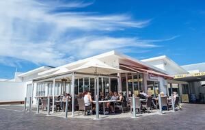 Blackbird - Adelaide, Australia