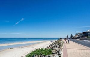 Blackbird - Adelaide, Australia