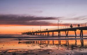 Blackbird - Adelaide, Australia