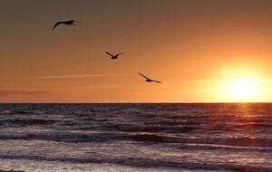Siesta Key Beach Getaway - Siesta Key, Florida