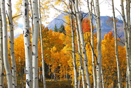 The Tree House - Crested Butte, Colorado