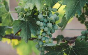 Borgo San Vincenzo | Imperial Suite - Montepulciano SI, Italy