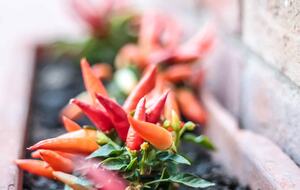 Borgo San Vincenzo | Imperial Suite - Montepulciano SI, Italy