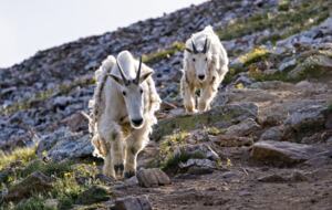 Kings Crown Charm | Steps To Snowflake Lift! - Breckenridge, Colorado